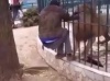 Parc Hann : Voici la vidéo de l'employé qui a été mordu par un Lion 