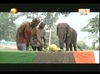 VIDEOS CAN 2012 - Côte d'ivoire: l'Eléphant nommé 