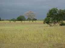 Les pluies utiles se font désirer à Ziguinchor, les paysans s’embarrassent