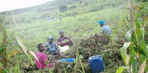 Des femmes aux champs (photo tumbuktoo.com)