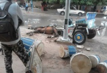 Incident à Louga: un cheval meurt électrocuté, le caléchier sauvé 