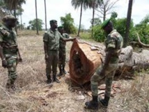 Casamance : 3 trafiquants de bois arrêtés à Bounkiling