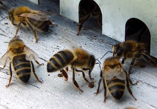 Des abeilles sèment la panique à Ourossogui