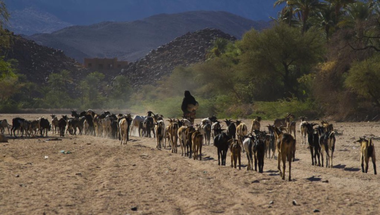 Les crises alimentaires au Sahel favorisent les migrations