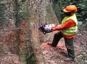 Congo : Exploitation de bois dans la jungle des profits.