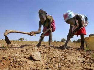 Des enfants sénégalais récoltant de l'arachide dans la région de Kaolack.