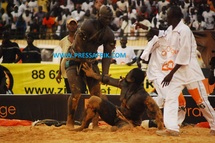 (Vidéo) Lutte Baboye - Balla Gaye 2: le lion de Guédiawaye dompte le "mbarodi"