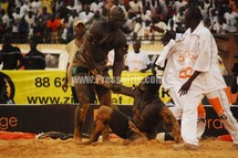 Lutte-Photos: Le combat Balla Gaye 2 vs Baboye en image 