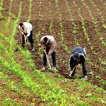 Un expert de l'ONU prône un "profond changement" du modèle agricole