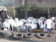 Tabaski 2010: L’Etat veut assurer à chaque famille un mouton à la hauteur de ses moyens