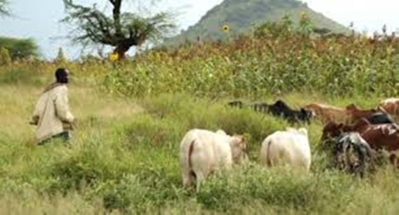 Ferlo : les agriculteurs et éleveurs se crêpent le chignon