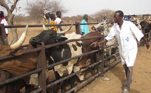 ​Peste équine au centre du Sénégal: 1.332 bétails morts dans le département de Birkilane