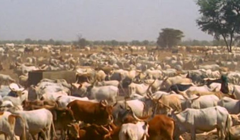 ​Vive tension dans la commune de Ndioum : les éleveurs accusés par les agriculteurs d’avoir dévasté leurs champs de riz