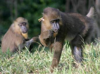 Ces primates "mandrills" en semi-liberté au Gabon permettent de réaliser des études sur le virus Ebola.