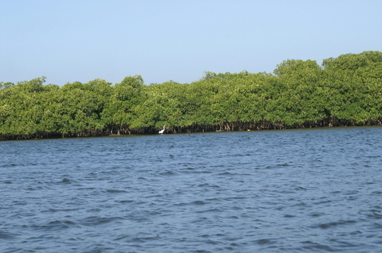 Iles du Saloum : le chavirement d’une pirogue fait un mort