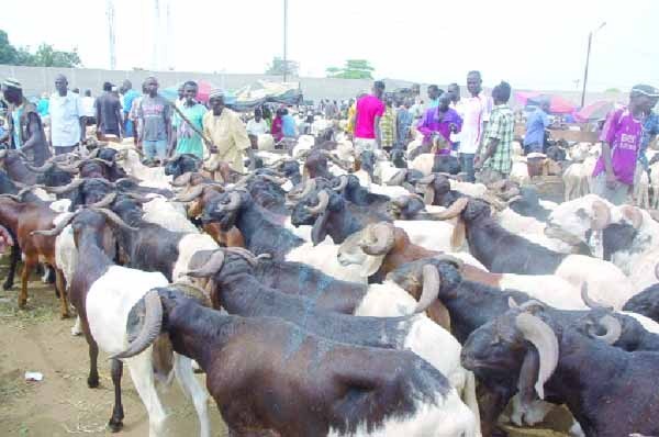 Dakar: pénurie de moutons pour les fêtes de la Tabaski?