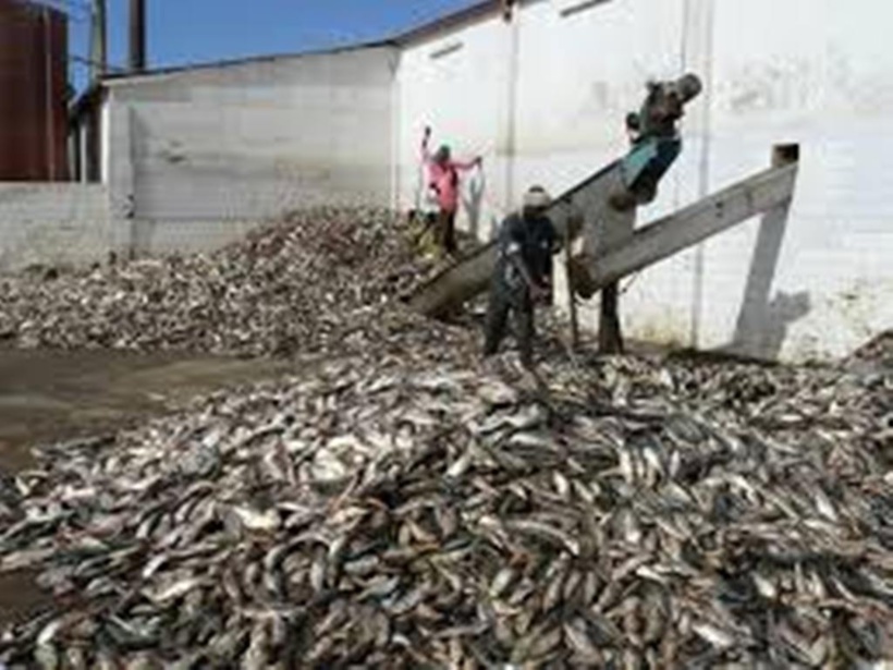 ​Implantation usines fabrication farine de poisson: les acteurs de la pêche artisanale parlent de « catastrophe »