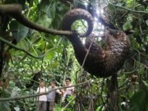 Un pangolin en Indonésie. AFP PHOTO