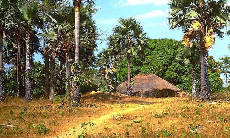 Casamance : Des éléments armés  enlèvent 12  démineurs