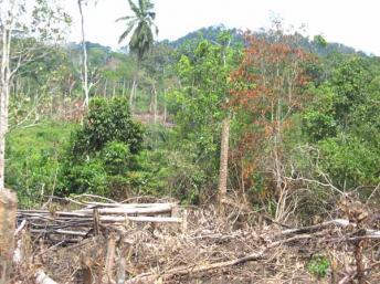 Lutte commune de la Côte d’Ivoire et de l'UE contre l’exploitation illégale des forêts