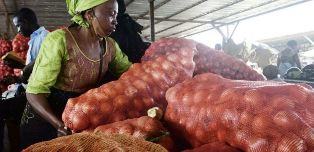 Trop d'oignons fait pleurer les producteurs sénégalais