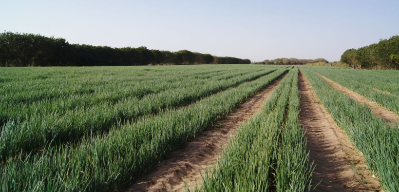 Bambey : Ouverture du premier parc technologique d’agriculture d’Afrique de l’Ouest