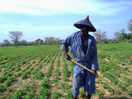 LES PAYSANS, PARIAS DU SENEGAL SOUS MACKY