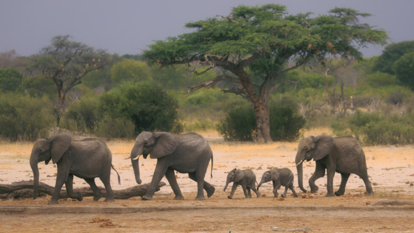 Zimbabwe: les éléphants migrent de plus en plus à cause du changement climatique