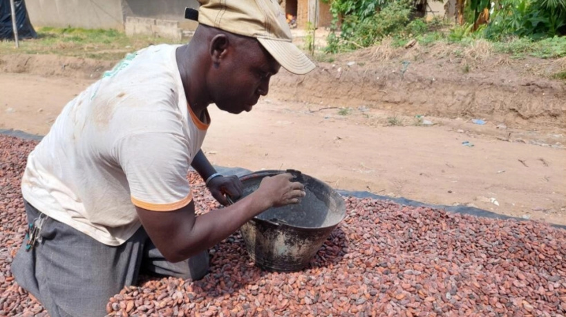 Le cours du cacao au plus haut ne profitera pas tout de suite aux producteurs