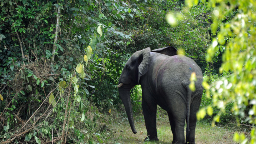 Côte d'Ivoire: le projet de sanctuaire pour éléphants dans le flou