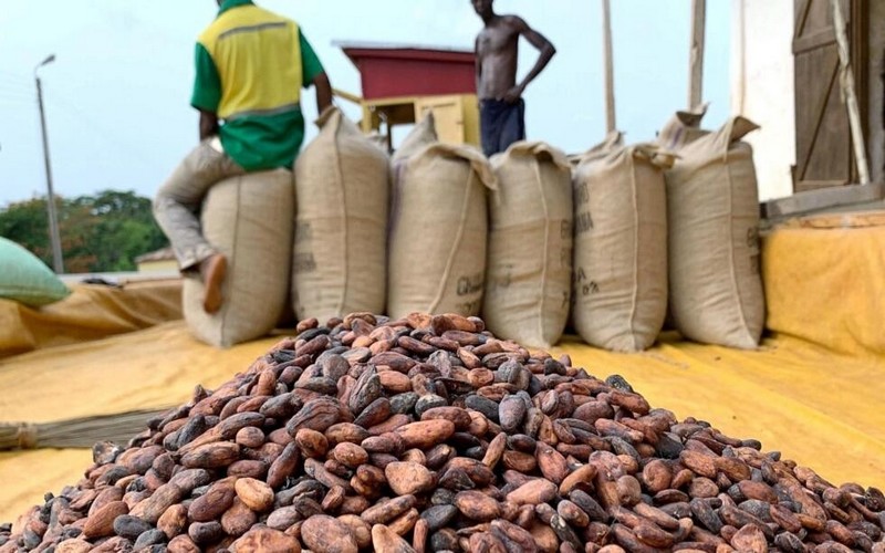 Côte d'Ivoire : le prix du cacao en hausse de 50%