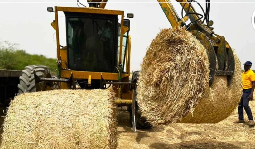 Richard-Toll : la CSS offre des balles de paille de canne à sucre d’une valeur de 4 milliards à des éleveurs