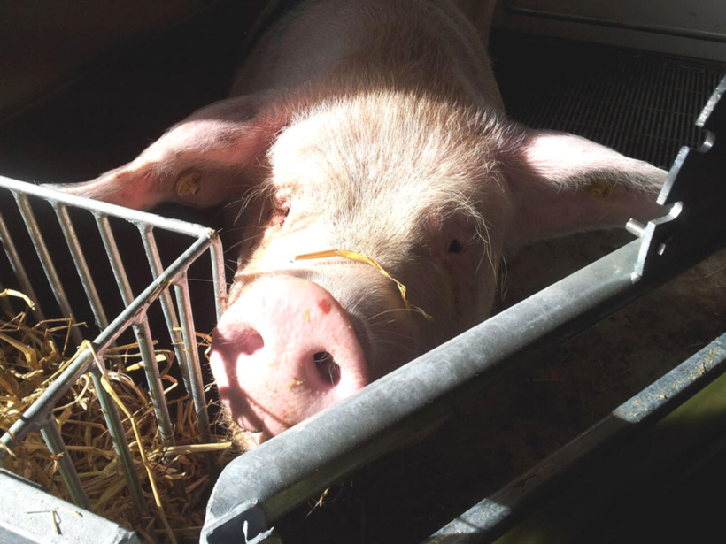 Côte d'Ivoire: le retour de la peste porcine africaine alarme les éleveurs de porcs