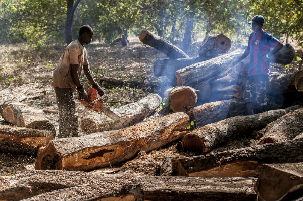 Abattage illégal d'arbres à Vélingara : les autorités agissent pour stopper les activités des scieries clandestines