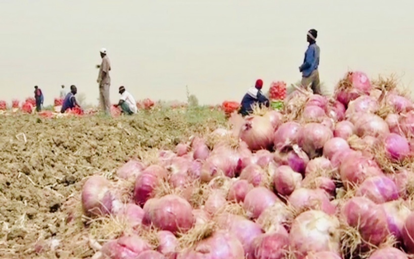 Souveraineté alimentaire au Sénégal : Les horticulteurs de Ngnith demandent à l'État d'investir un budget de 1000 milliards de FCFA  dans l'agriculture 