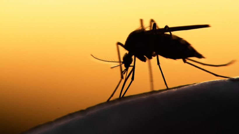 Le Sénégal intensifie ses efforts pour l'élimination du paludisme