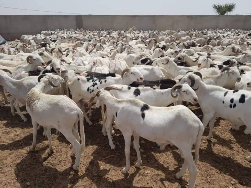 Tabaski 2024 : Médina Wadène le marché reste bien approvisionné en moutons