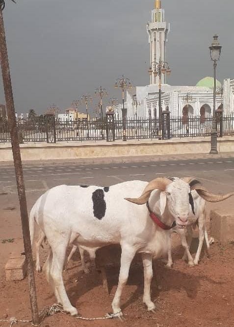 Tabaski : Maitre Wade offre un bélier à l’imam de la grande mosquée Massalikul Jinaan