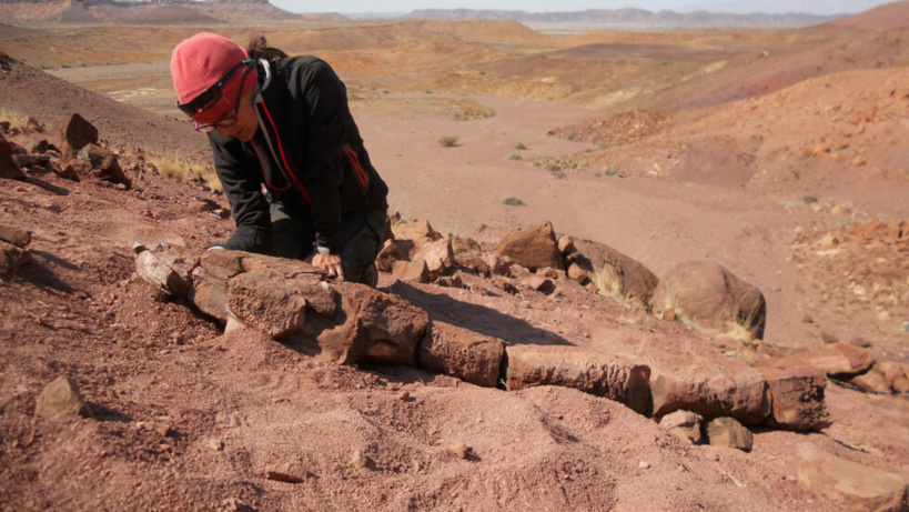 Paléontologie: avant les dinosaures, un énorme monstre des marais régnait dans l'extrême sud