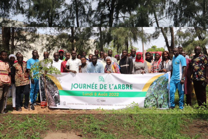 Journée nationale de l'arbre : Touba abrite l'édition 2024