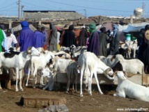 ​Fortes pluies : les moutons se meurent dans les foirails