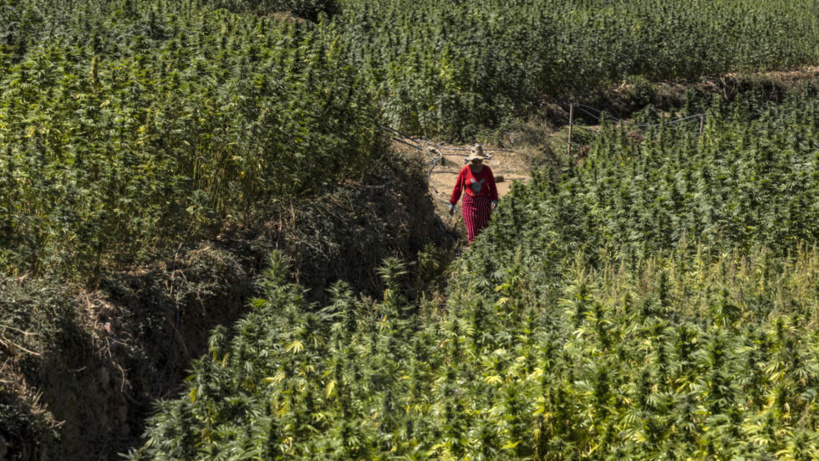 Le Maroc gracie plus de 4800 agriculteurs impliqués dans des affaires de culture de cannabis