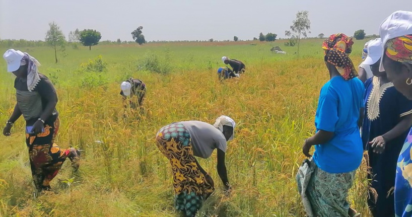 ​Agriculture : le DG du SAED souhaite la mise en œuvre d’un programme spécial au profit des producteurs Diawel