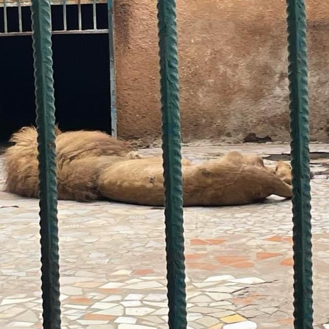 Parc zoologique de Hann : La direction des Eaux et Forêts rassure sur l'état des lions