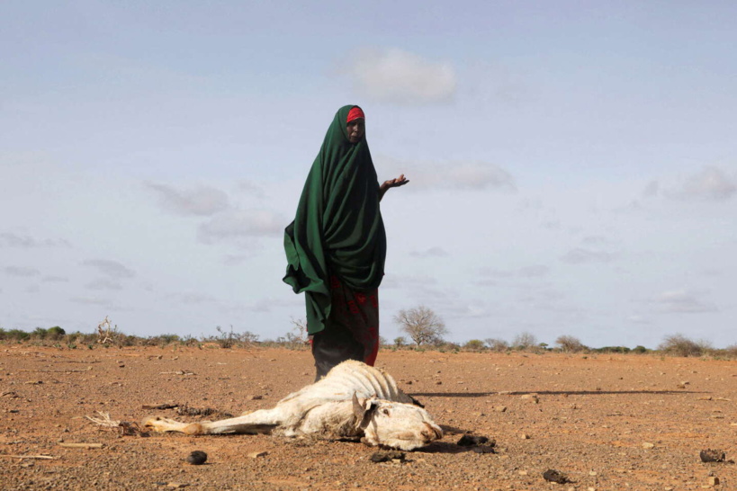 Sécheresse : l’Afrique frappée de plein fouet par la crise climatique