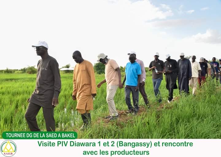 Riziculture: Le Fleuve Sénégal envahit les cultures