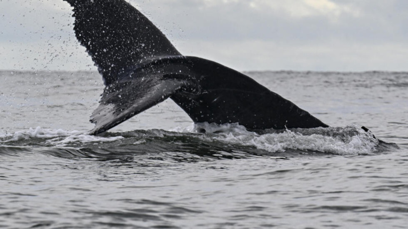 Pourquoi plusieurs pays africains veulent à nouveau chasser la baleine