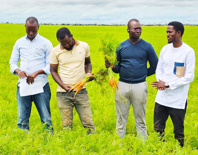 Ndoucoumane, une récolte de 10 ha de carotte invendue : une perte estimée à 250 millions de FCFA