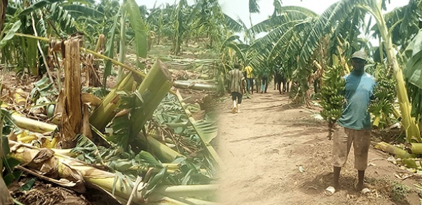 Débordement du fleuve Sénégal : À Tambacounda des pertes agricoles estimées à plus de 9 milliards de francs CFA