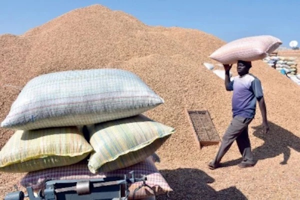 Mbour : le service du commerce saisit 34 tonnes d'arachides achetées à un prix illicite